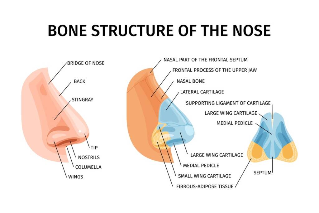 labelled_nasal_anatomy_diagram_for_rhinoplasty_in_turkey